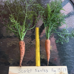 Papa Earl's Scarlet Nantes Carrot