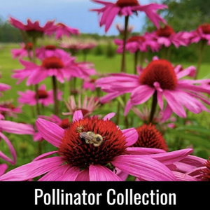 Pollinator Collection