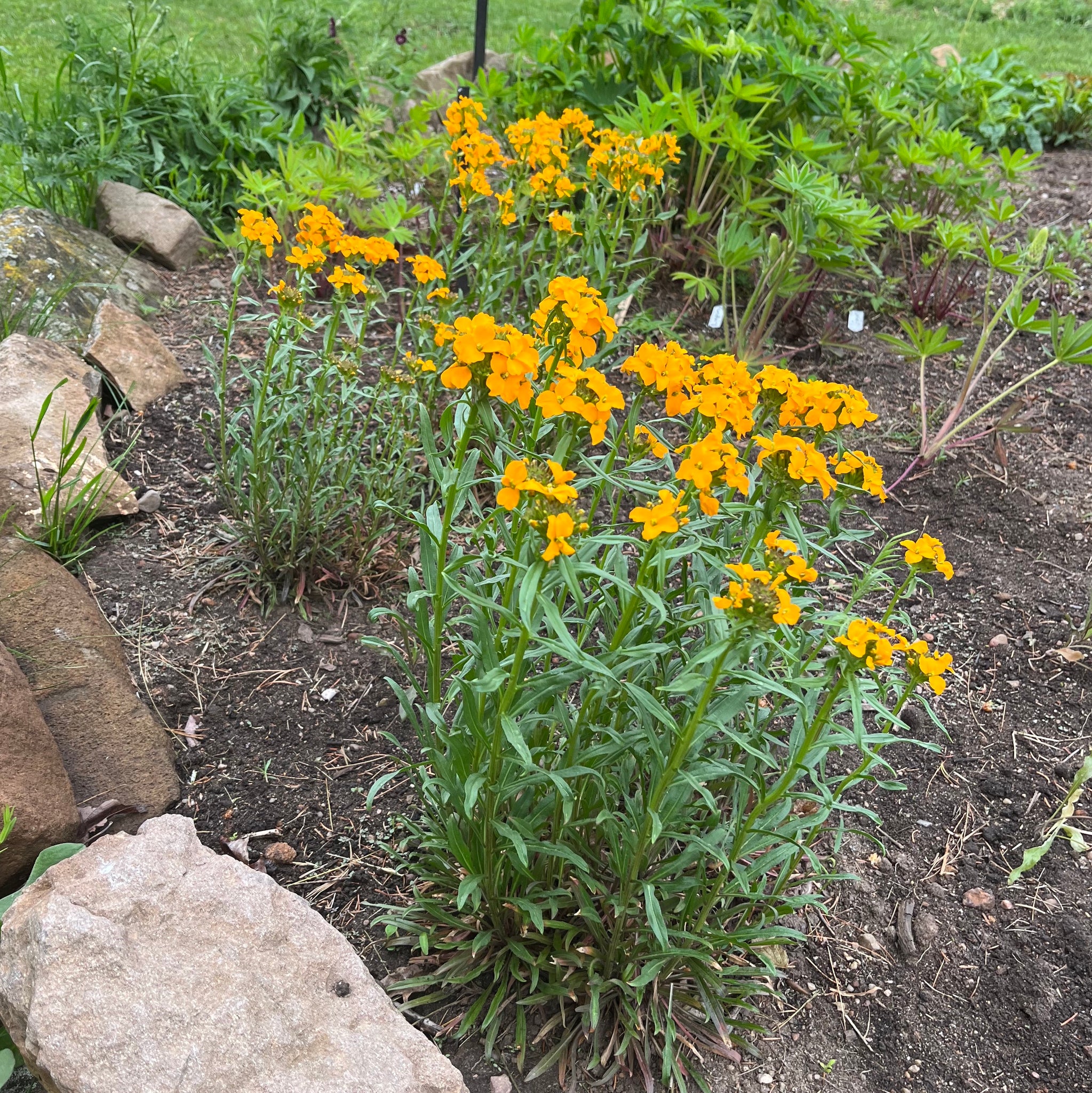 planting wallflower seeds Siberian Wallflower – Revival Seeds