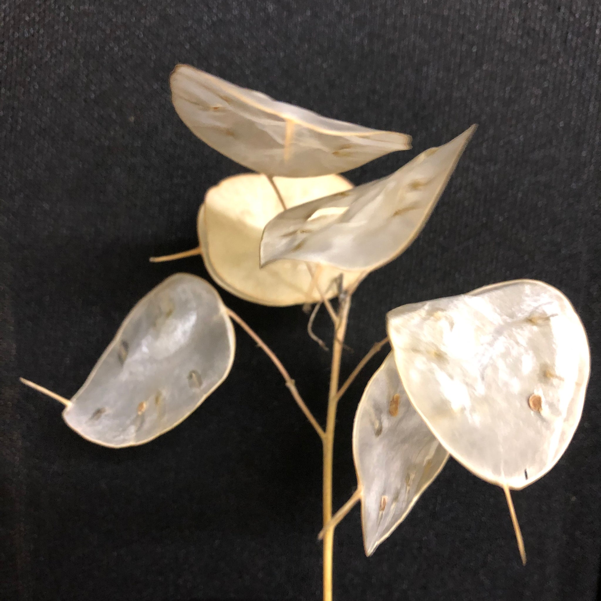 dollar plant seeds Silver Dollar