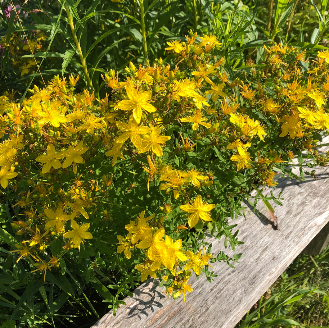 planting st john's wort seeds St. John's Wort – Revival Seeds
