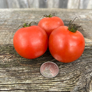 Stan's Best Cherry Tomato
