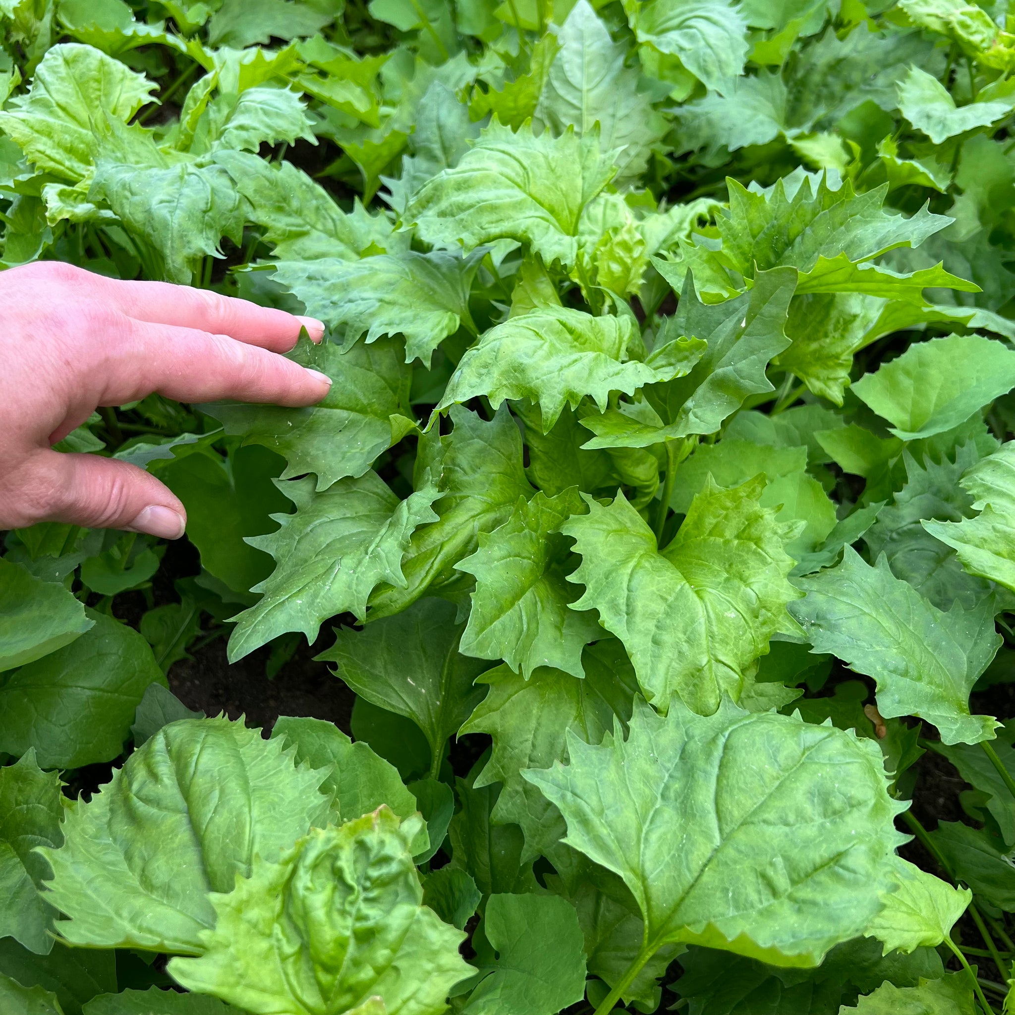 growing strawberry spinach from seed Strawberry Spinach – Revival Seeds