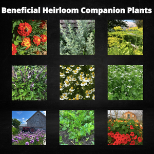 Beneficial Companion Plants
