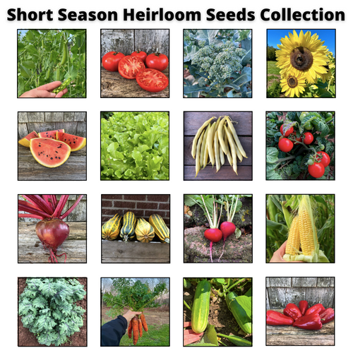 Short Season Heirloom Seeds Collection