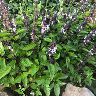 Thai Basil