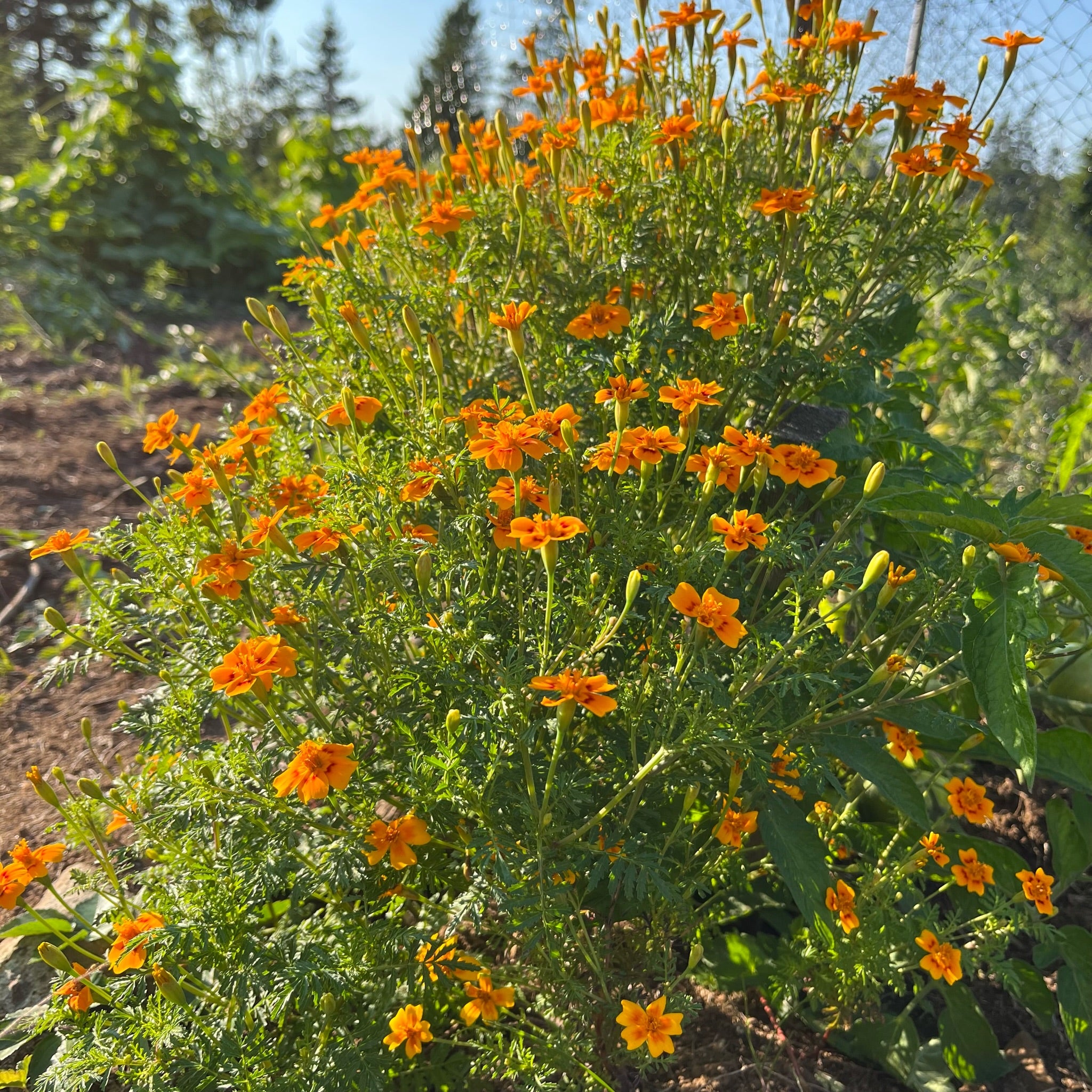 gem marigold seeds Tangerine Gem Marigold – Revival Seeds