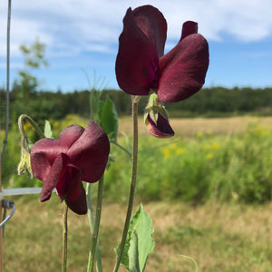 Uncle Alec's Black Knight Sweet Pea