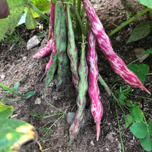 Vermont Cranberry Bush Bean