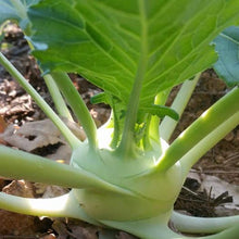 White Vienna Kohlrabi