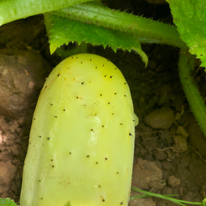 Graysville White Slicer Cucumber