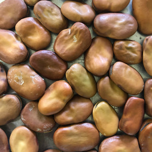 Windsor Fava Bean