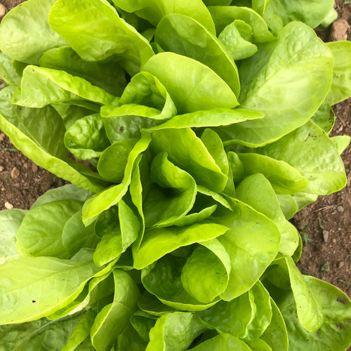 Winter Marvel Lettuce