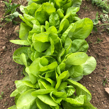 Winter Marvel Lettuce