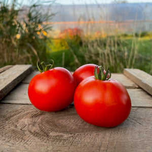 Wisconsin Tomato