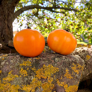 Woodle Orange Tomato