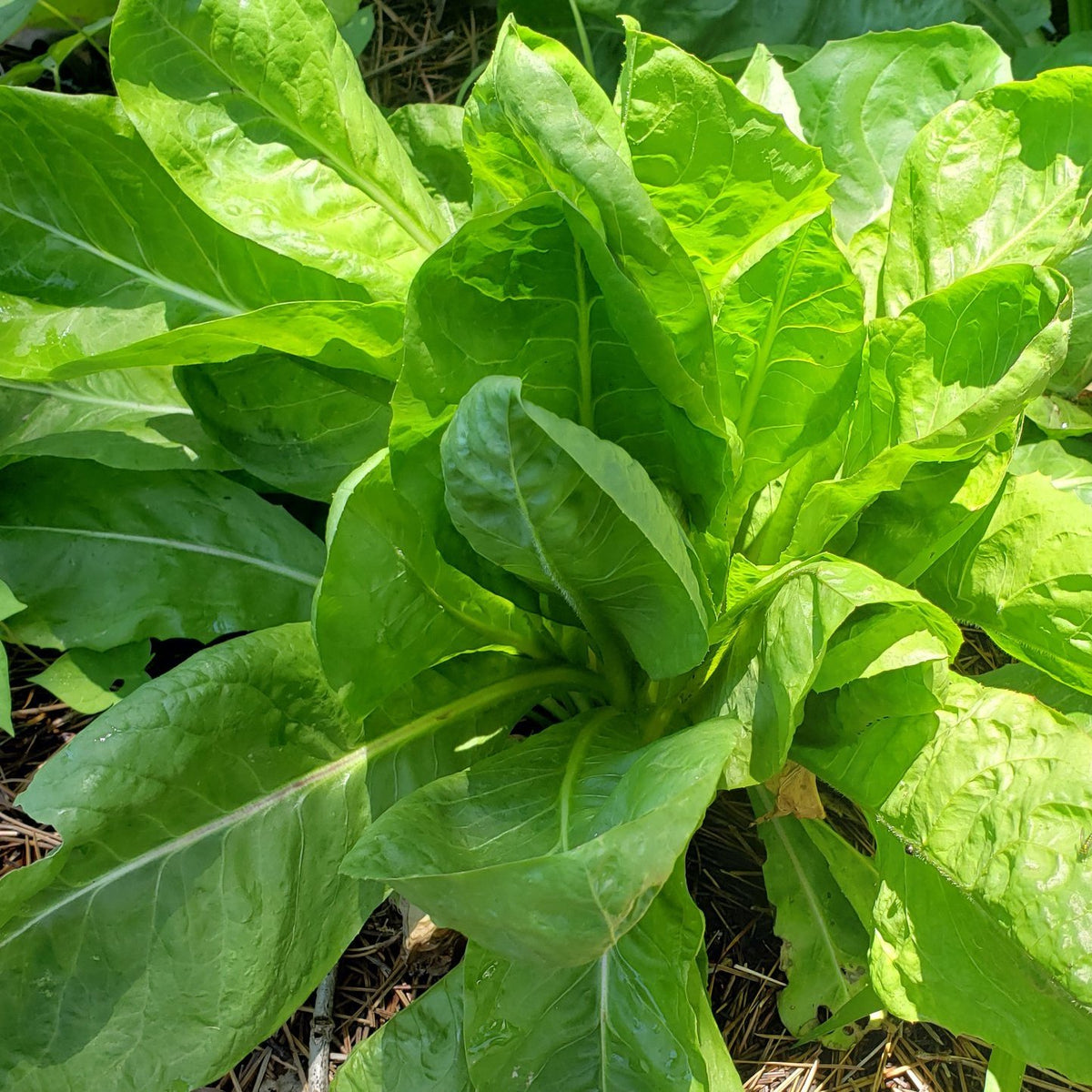 Yedikule Lettuce Revival Seeds