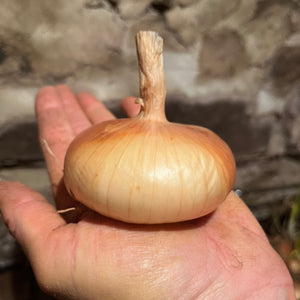 Yellow Borretana Onion