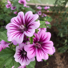 Zebra Striped Mallow Flower