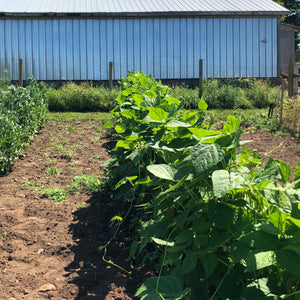 Zinck Pole Bean