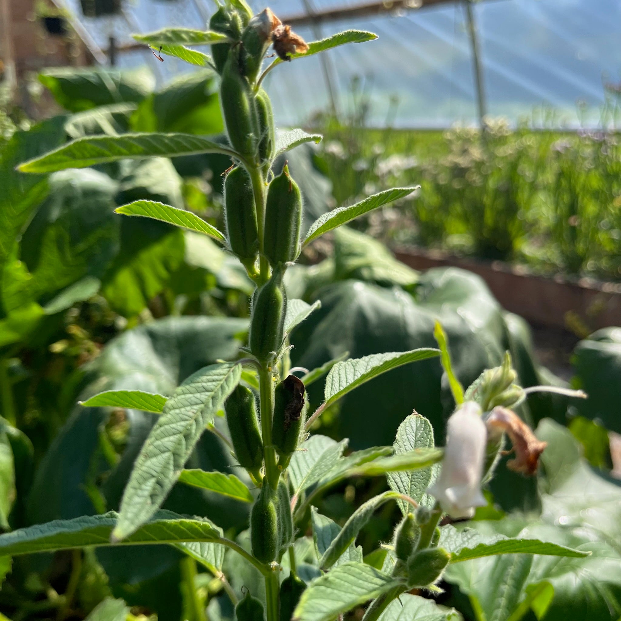 black sesame seed plant Black Sesame – Revival Seeds