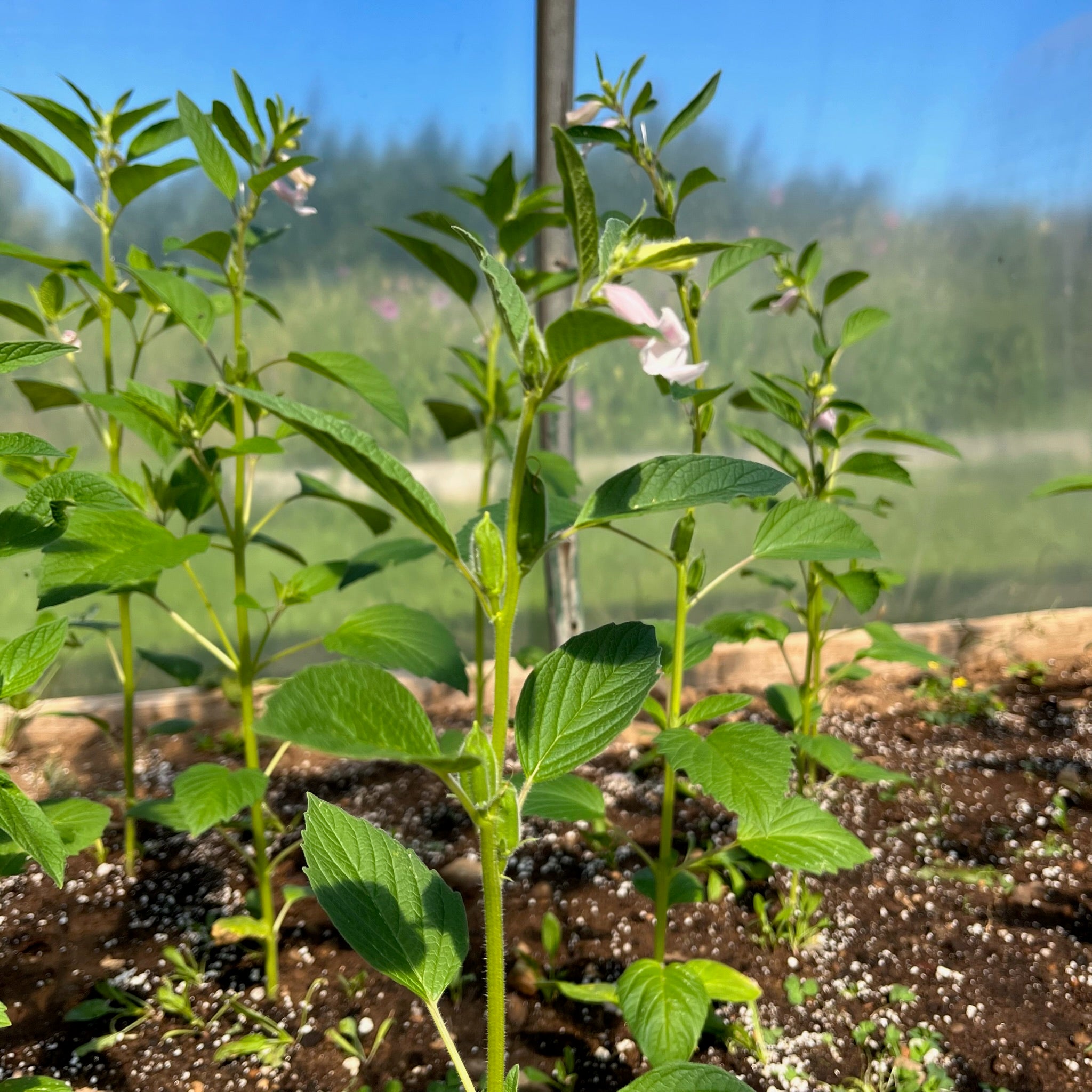 black sesame seed plant Black Sesame – Revival Seeds