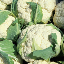 Early Snowball Cauliflower