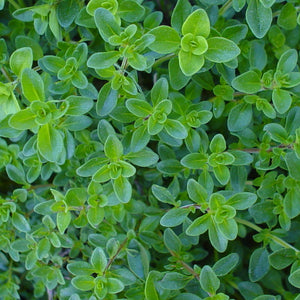 German Thyme