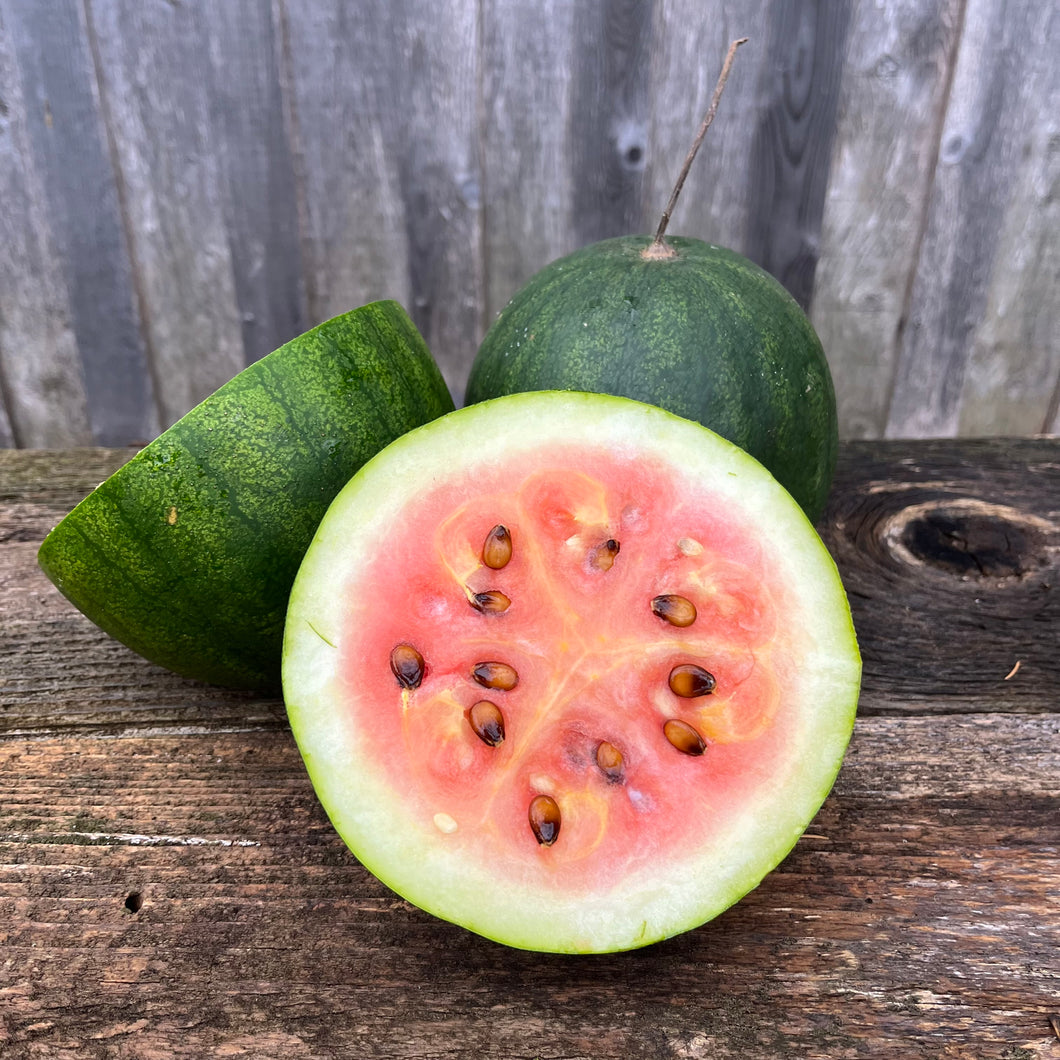 Ҫekirdeği Oyali Watermelon