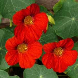 Empress of India Nasturtium