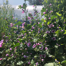 Zebra Striped Mallow Flower