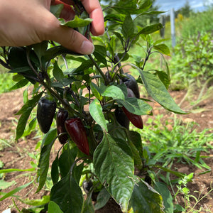 Black Hungarian Hot Pepper