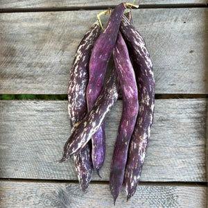 Dragon Tongue Bush Bean