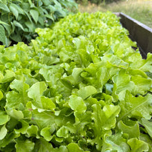 Green Salad Bowl Lettuce