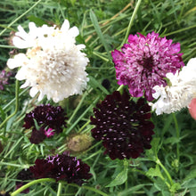 Imperial Mix - Scabiosa