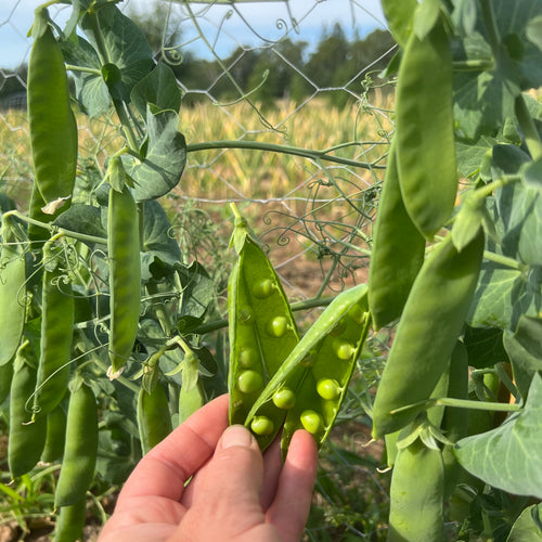 Snow Wind Hyper Tendril Pea