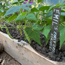 Emil's Stringless Green Bush Bean