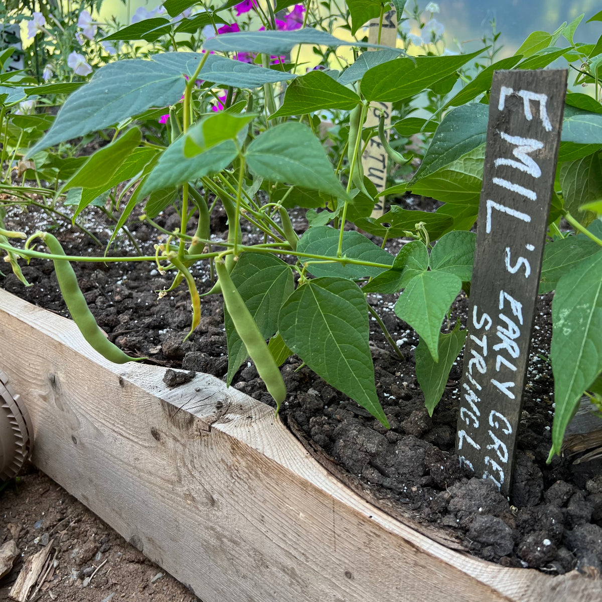 Emil's Stringless Green Bush Bean – Revival Seeds