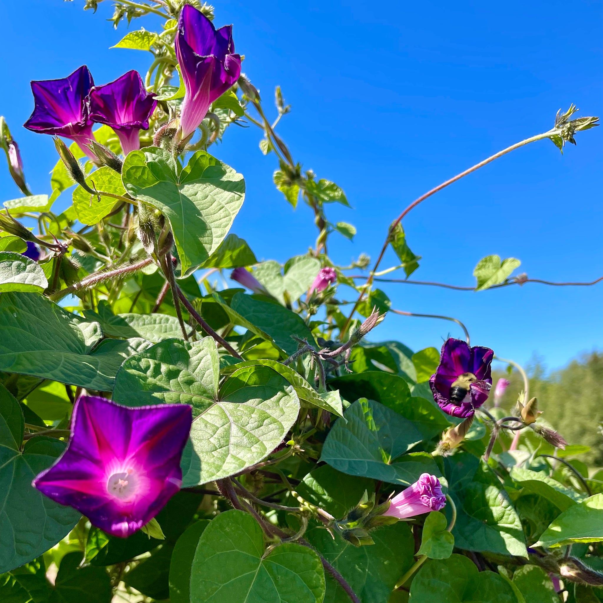 40 Graines D'Ipomée Pourpre - Plante Grimpante Annuelle - Semences Paysannes Reproductibles - 5