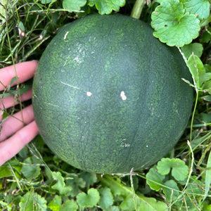 Ҫekirdeği Oyali Watermelon