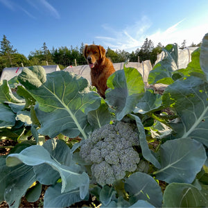 Dandy Early Broccoli