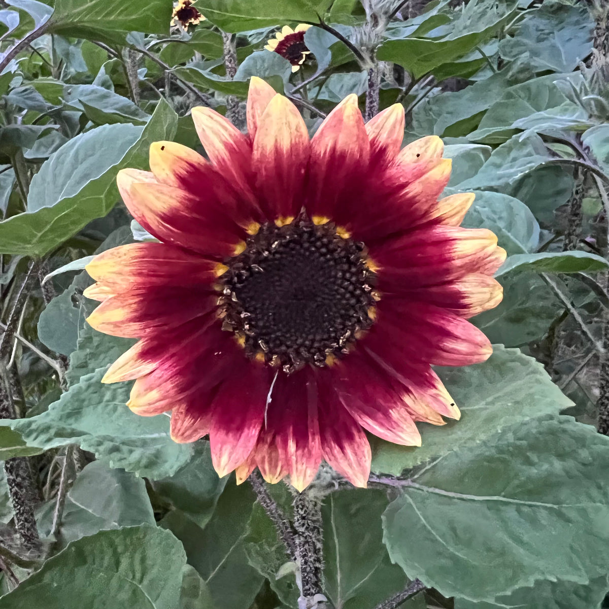 Florenza Sunflower – Revival Seeds