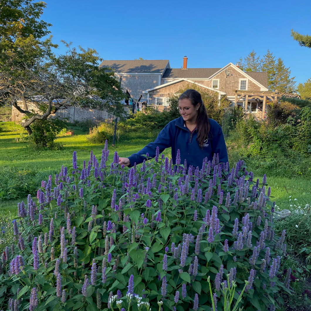 planting anise hyssop seeds Blue Giant Hyssop (Anise Hyssop) – Revival Seeds