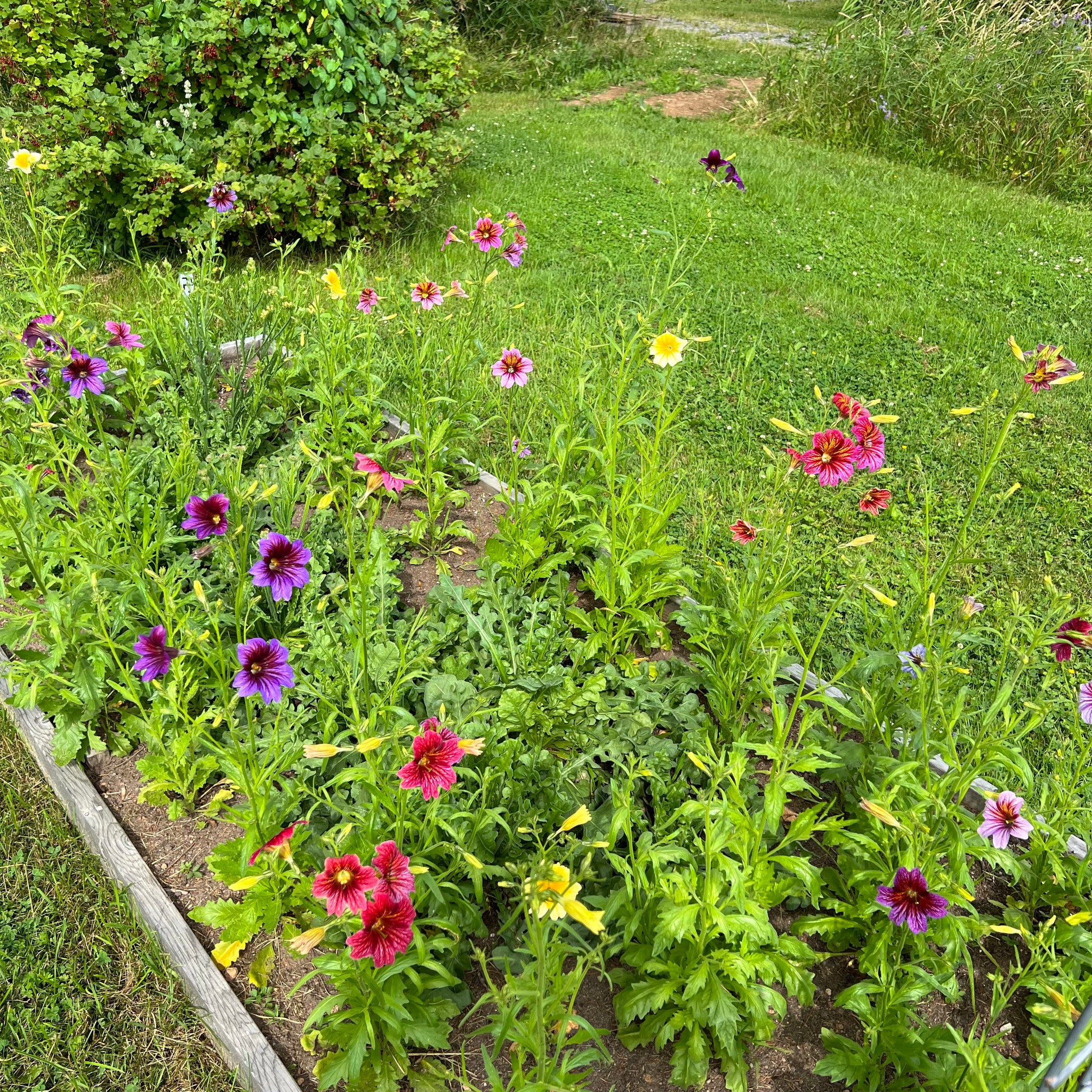 thumbnail image 2 of 200 Mixed Velvet Trumpet Flower Seeds Salpiglossis Sinuata Painted Flowers 2 of 13