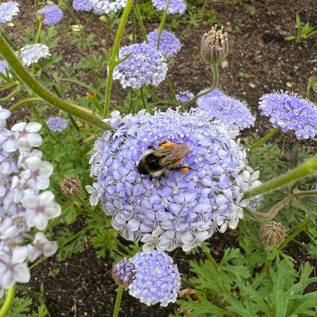 Lace online with flowers