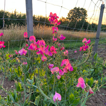 Janet Scott Sweet Pea