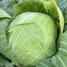 Brunswick Cabbage