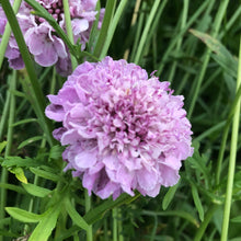 Imperial Mix - Scabiosa