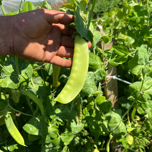 Green Beauty Snow Pea
