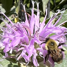 Wild Bergamot Bee Balm